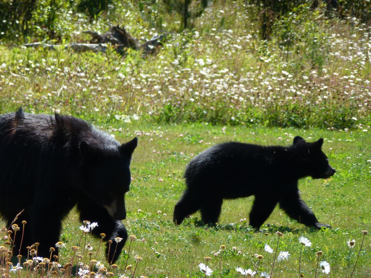 Little Black Bear Lodge/B&B Bridge Lake Dış mekan fotoğraf
